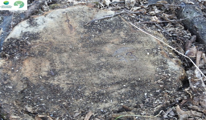 ՇՄ նախարարությունը մեկնաբանել է ծառահատումների մասին  «Բնապահպանի տուն» նախաձեռնության Ֆեյսբուքի գրառումը