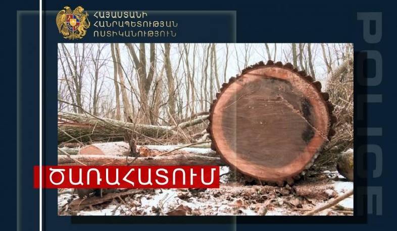 Տավուշի ոստիկանները ապօրինի ծառահատման դեպք են բացահայտել