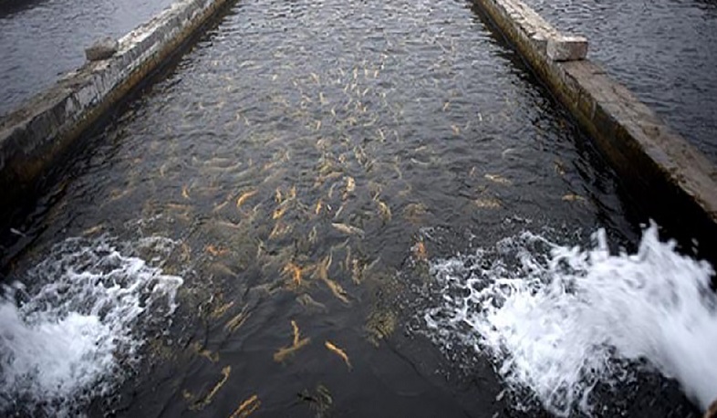 Արարատի մարզում գործող 131 ձկնաբուծարաններից 41-ը  ինքնակամ շինություն են. դատախազություն