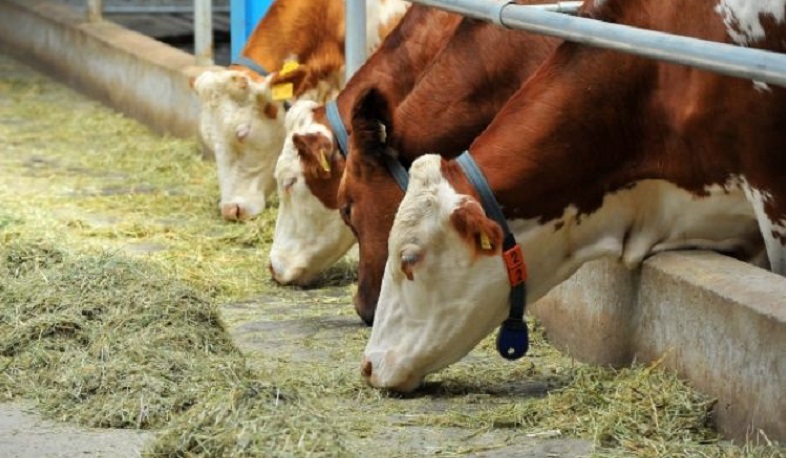 Մարզերում առաջիկայում կմեկնարկեն կենդանիների դաբաղի դեմ պատվաստումները