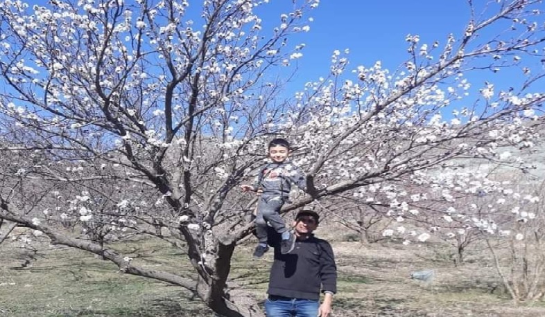 Սյունիքում ծիրանենի է ծաղկել