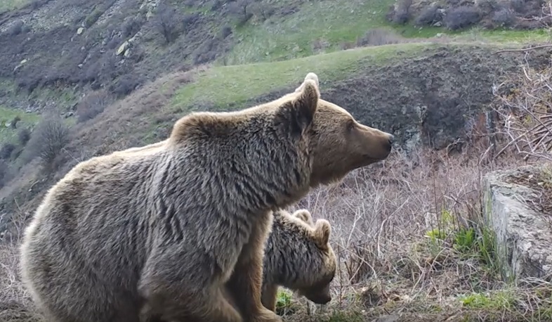 Թակարդ-տեսախցիկները ֆիքսել են արջերի ընտանիքի՝ մայր արջին և երկու քոթոթներին