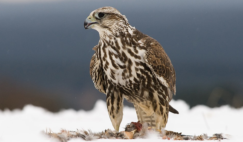 Բնապահպանության և ընդերքի տեսչական մարմինը հորդորում է պահպանել կենդանական և բուսական աշխարհը