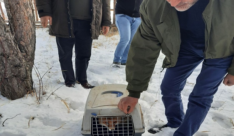 Կենդանաբանական այգում պահվող աղվեսը վերադարձվել է վայրի բնություն