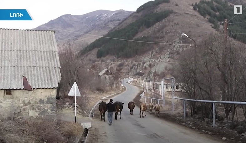 Լոռիում հաստատված արցախցիները բարեգործական ծրագրերի շնորհիվ զբաղվում են անասնապահությամբ