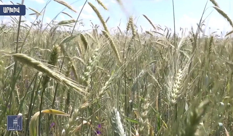 Մեկնարկել է գարնանացան մշակաբույսերի արտադրության խթանման պետական ծրագիրը