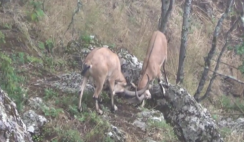 Այսօր Վայրի բնության համաշխարհային օրն է