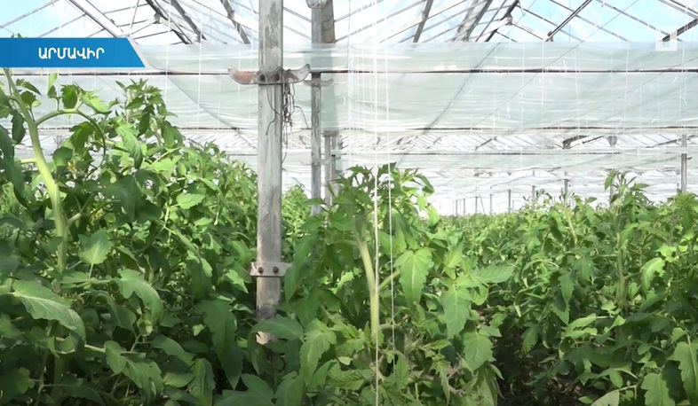 Պետության՝ անտոկոս վարկով ստեղծված ջերմոցում առաջին անգամ կիրառվել է հայկական էկոպարարտանյութ