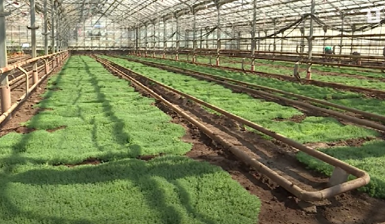 Այս տարի Երևանում կհիմնվի 70 հազար քմ նոր սիզամարգ, կտնկվի 4000 ծառ