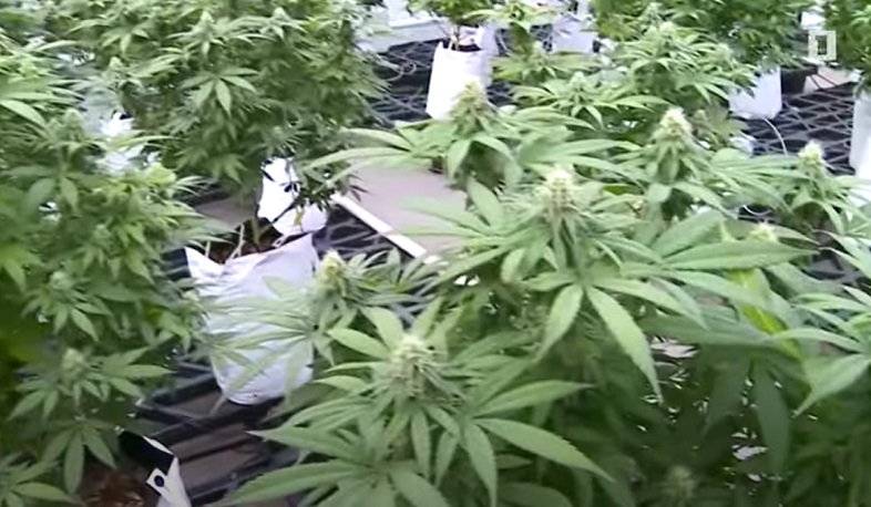 Արդյունաբերական կանեփ աճեցնելու կառավարության որոշումից շատ չանցած ներդրումների առաջարկներ կան