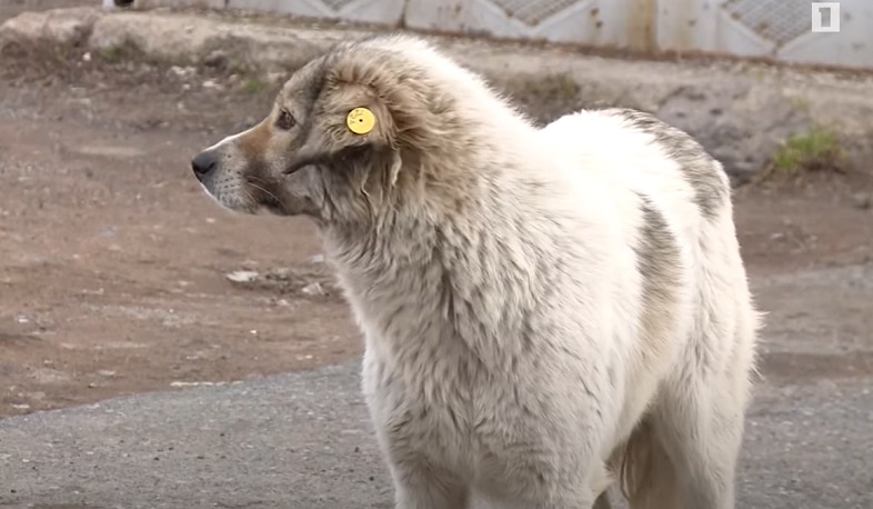 Թափառող կենդանիներն ակտիվացել են
