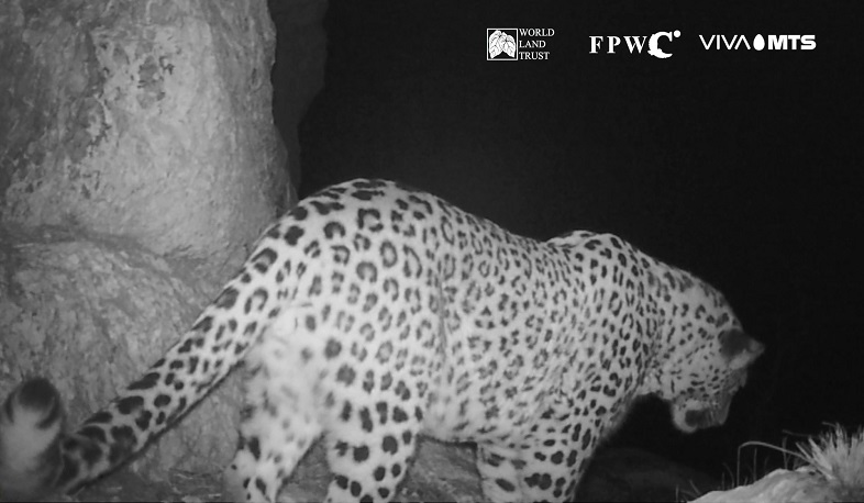 Նեո հովազը՝ Կովկասյան կենսաբազմազանության ապաստարանի տարածքում