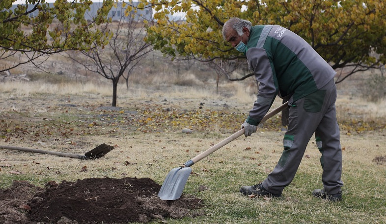 Երևանում մեծ ծավալներով մեկնարկել են գարնանային էտի աշխատանքները