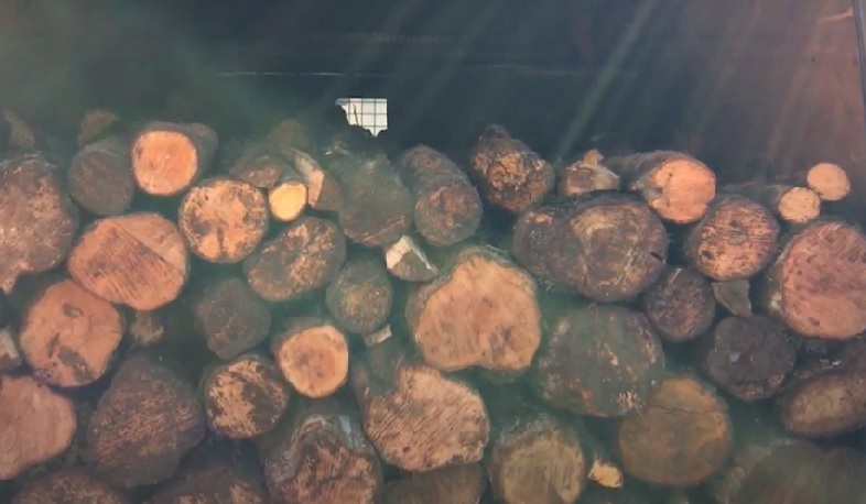 Ապօրինի ծառահատում․ Դիլիջանի ոստիկանների բացահայտումը