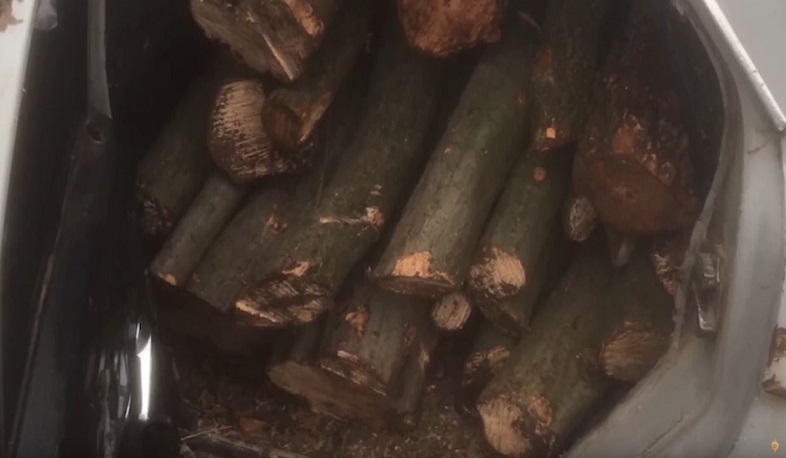 Ապօրինի ծառահատման հերթական դեպքը բացահայտել են Թումանյանի ոստիկանները