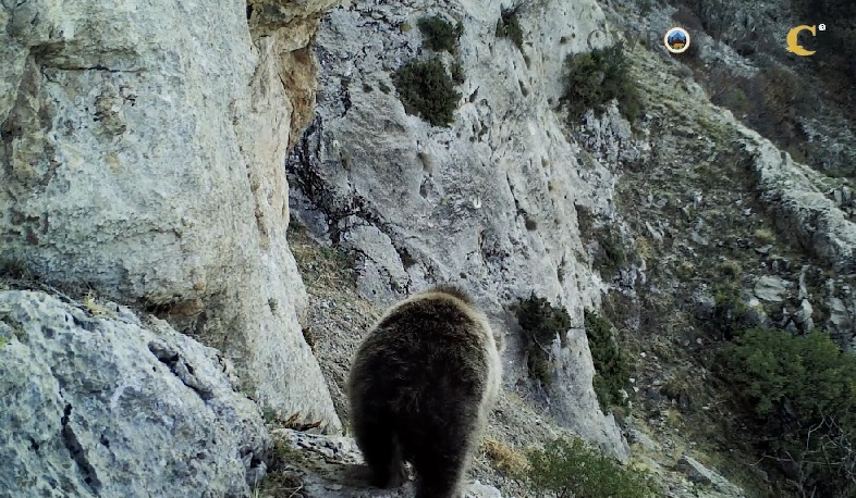 Տարբեր մասնավոր տարածքներում շարունակում են բանտարկված մնալ ավելի քան 10 կարմիրգրքյան արջեր