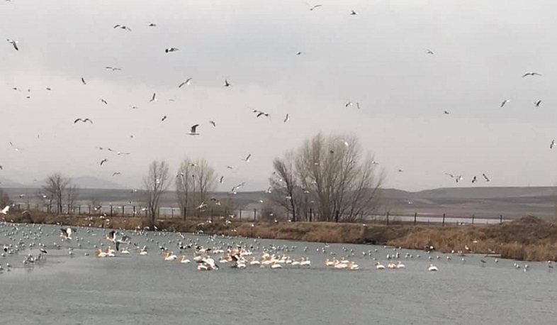 Շիրակավան համայնքի լճակի տարածքում վերահսկողությունը կխստացվի. ՇՄ նախարարություն