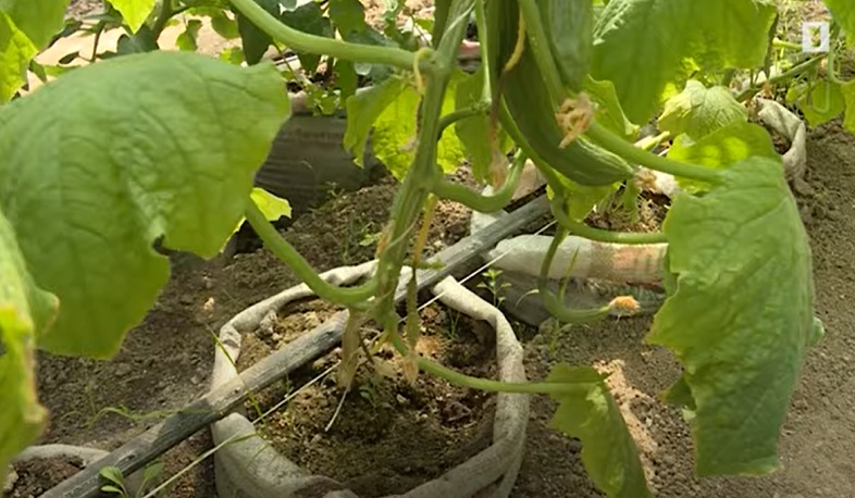 Հովտաշենում փորձարկել են կենսահավելումներով բույսեր աճեցնելու նոր տարբերակը