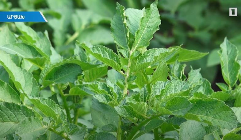 Այգին և ջերմոցը կորցրած արցախցին նոր եռանդով գործի է անցել փակ գրունտում