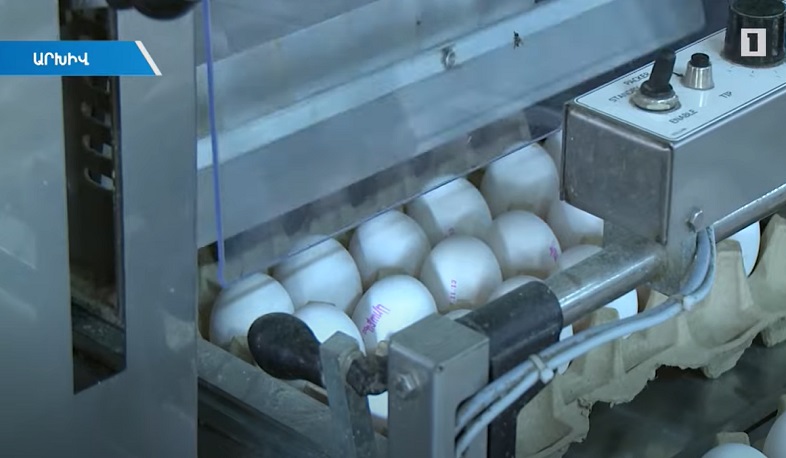 Ձվի շուկան կարգավորվում է. խուճապը՝ նահանջում