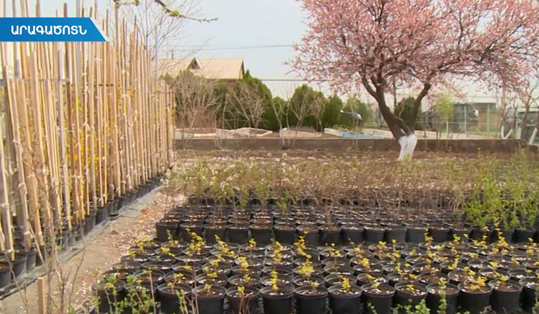 10 մլն ծառի առաջին 1000 տնկին արդեն տնկվել է Ապարանի ջրամբարի վերին լանջին