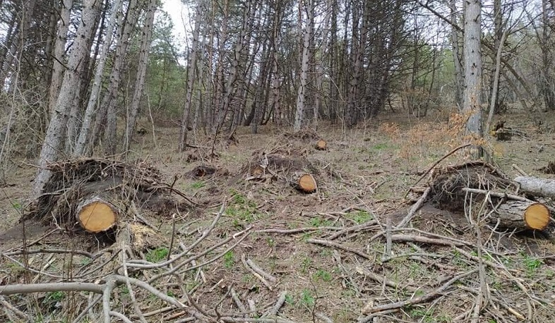 Հաշվարկվել է բուսական աշխարհին պատճառված 1.375.205 ՀՀ դրամ վնաս