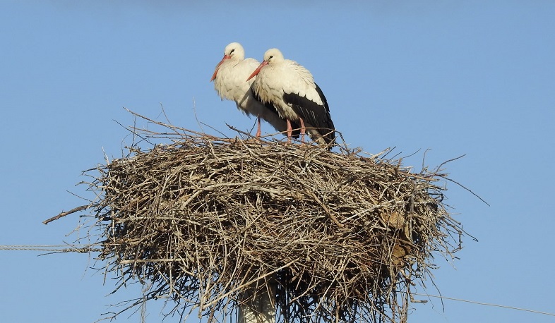 Սպիտակ արագիլները և մարդիկ. կոնֆլիկտների լուծում