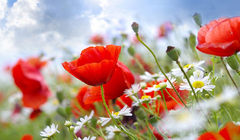 Հանգստյան օրերին սպասվում է առանց տեղումների՝ տաք եղանակ