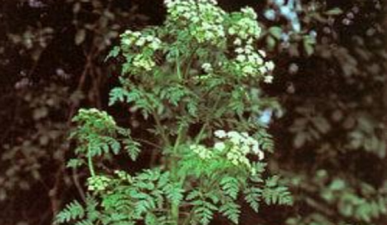 ԱՆ-ն հորդորում է զերծ մնալ անհայտ ծագման բուսատեսակների օգտագործումից