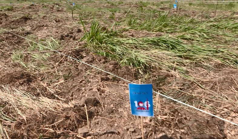 Խորհրդանշական 106 ծառ՝ Մեծ եղեռնի 106-րդ տարելիցին