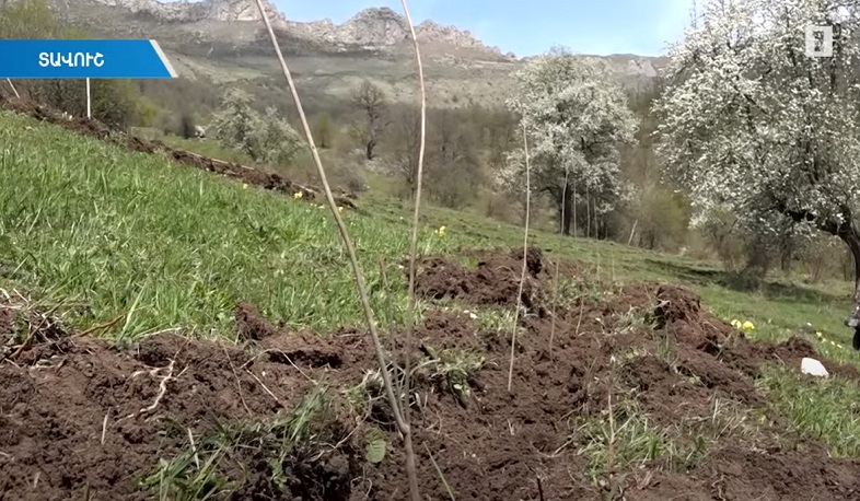 Ծառատունկ Տավուշում