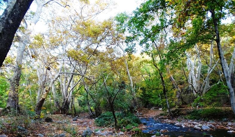 Yayılan fotolardakı ərazi “Çinar Parkı” yasaqlığı deyil: Açıqlama