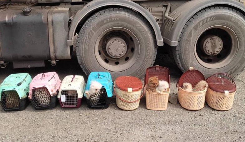 ՊԵԿ-ը կանխել է տարբեր ցեղատեսակի շան ձագերի անօրինական ճանապարհով տեղափոխման փորձը