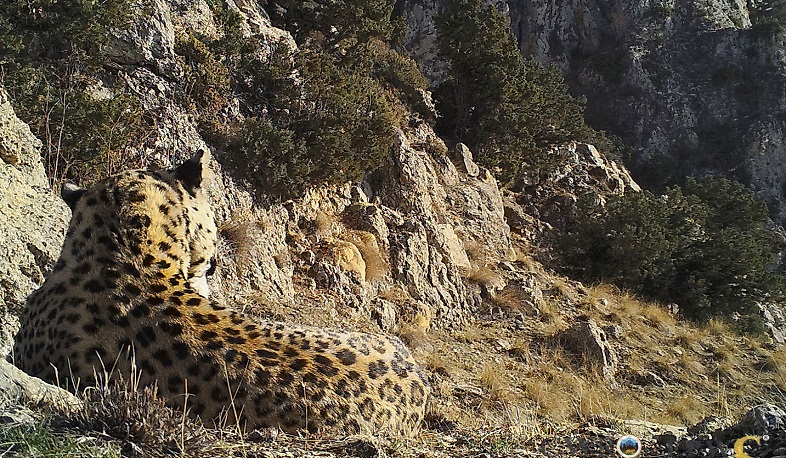 Այսօր Հովազի միջազգային օրն է