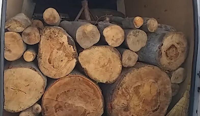 Բացահայտվել են ապօրինի ծառահատման դեպքեր. Ոստիկանություն