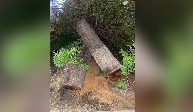 Երևանի Մարգարյան փողոցում չորս խոշոր ծառ է հատվել. ահազանգ