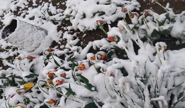 Մայիսի 9-ի լույս 10-ի գիշերը հանրապետության գրեթե բոլոր լեռնային շրջաններում դիտվել է ձյուն