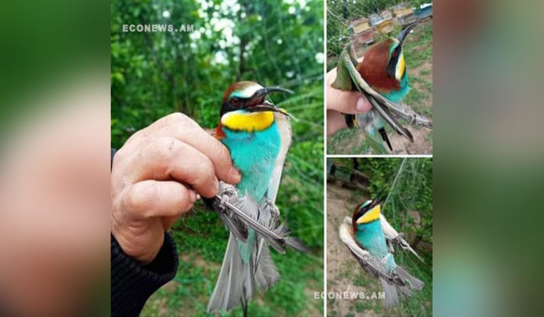 Անընդունելի է որևէ կենդանատեսակի հանդեպ ոտնձգությունը. ՇՄ արձագանքը՝ մեղվակեր թռչնատեսակի նկատմամբ ապօրինի գործողություններին