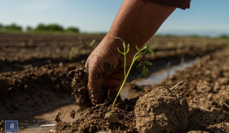 Գարնանային ցանքը տևում է ապրիլի 25-ից մինչև հունիսի 15-ը