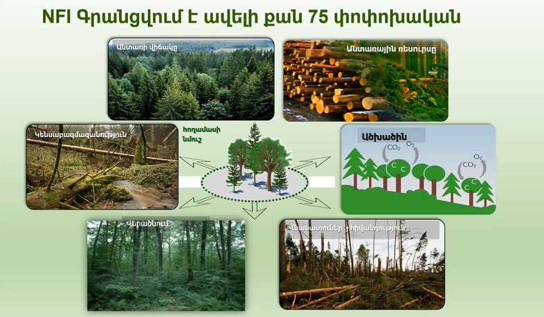 Ներկայացվել է Վրաստանի՝ անտառների ազգային գույքագրման պլանավորման և իրականացման փորձը