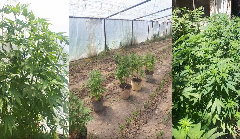 Վաղարշապատի ոստիկանները տարբեր վայրերում կանեփի 250-ից ավելի թուփ են հայտնաբերել