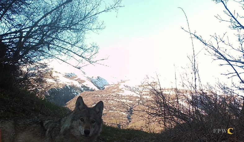 Արջը, գայլն ու լուսանը՝ մեկ արահետում. Վայրի բնության և մշակութային արժեքների հիմնադրամ