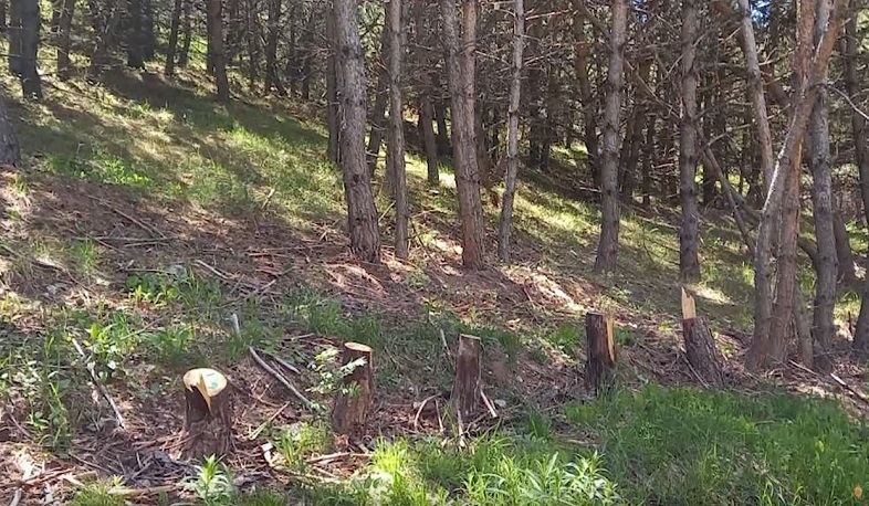 «Հայանտառի» Գյումրու անտառտնտեսությունում 369 հատ սոճի են հատել․ Աշոցքի ոստիկանների բացահայտումը