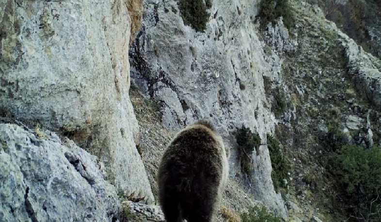 ՇՄ նախարարությունը Արմավիրի մարզում արջի քոթոթի սպանության դեպքի առթիվ դիմել է ոստիկանություն