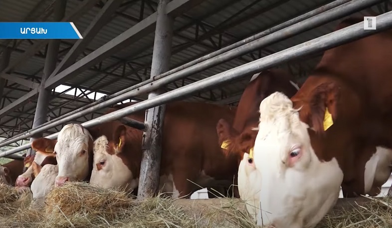 Արցախում բարձրարժեք գյուղատնտեսությամբ զբաղվելու ծրագրեր են իրականացվում