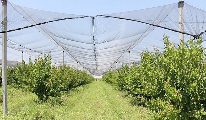 Կառավարությունը փոփոխություններ է կատարել ինտենսիվ այգեգործության խթանման պետական աջակցության ծրագրում