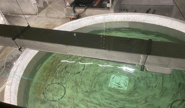 Կարճաղբյուր գետ է բաց թողնվել Սևանի իշխանի շուրջ 17.057 մանրաձուկ