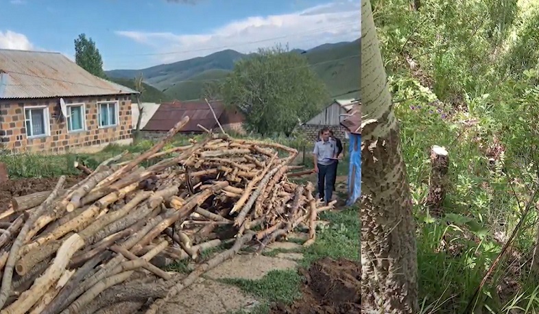 Հայրը և որդին ապօրինի հատել են 110 սոճի և 94 բարդի