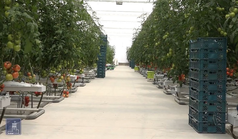 3 տարում ջերմոցային տնտեսությունների մակերեսն ավելացել է 30 տոկոսով