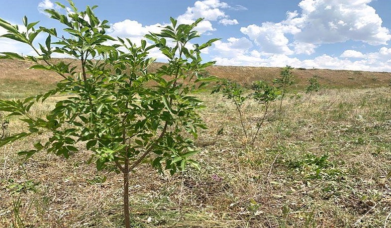 Հյուսիս-հարավի կապալառու կազմակերպությունն Անի համայնքին է հանձնել ավելի քան 960 ծառ ու թուփ